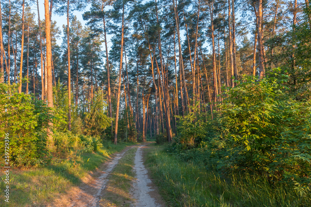 Summer landscape with woodlands Summer landscape with woodlands
