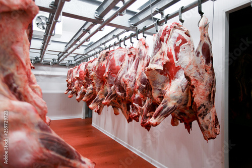 Obraz na plátně Close up of a half cow chunks fresh hung and arranged in a row in a large fridge in the fridge meat industry
