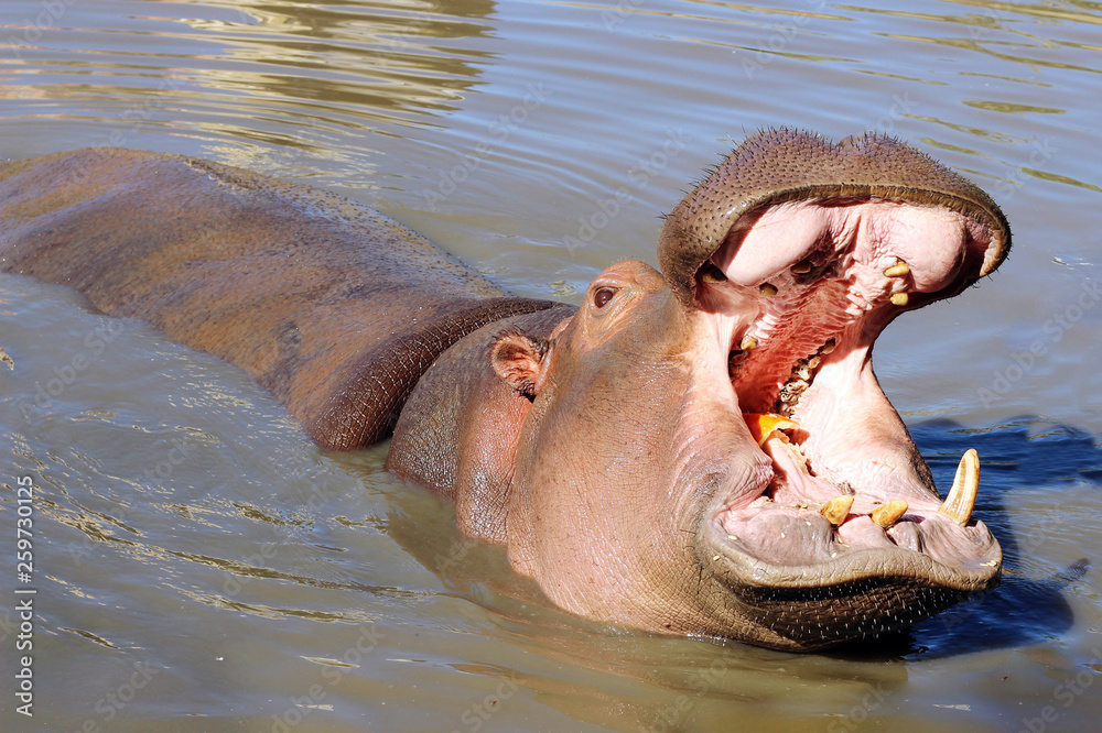 Fototapeta premium hippo eats in water at the zoo