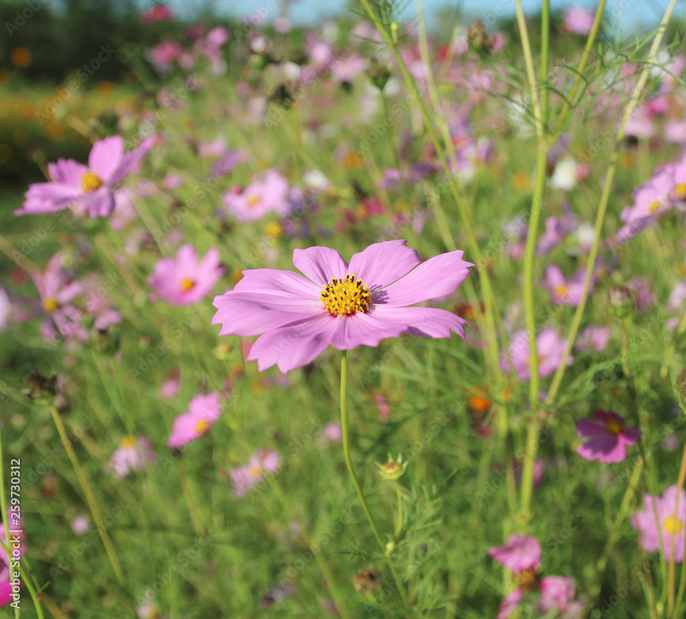 Cosmos flowers blooming in the garden Cosmos flowers blooming in the garden