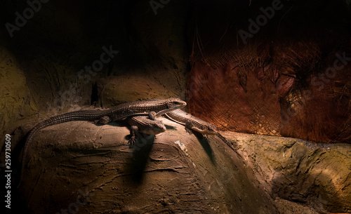 Lizards resting under warm lamp light at the zoo  dark environment.