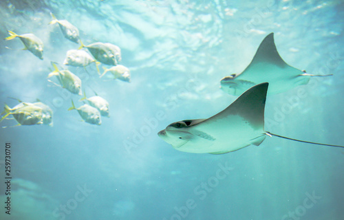 Cownose Rays swimming against a group of small fishes at the Aquarium