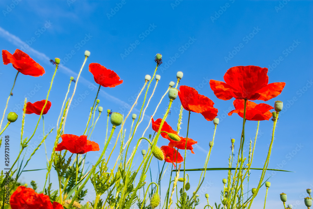 Obraz premium closeup red poppy field on a blue sky background