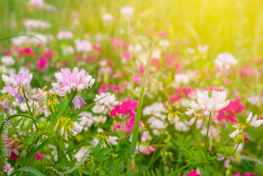 beautiful closeup flowers in a prairie beautiful closeup flowers in a prairie