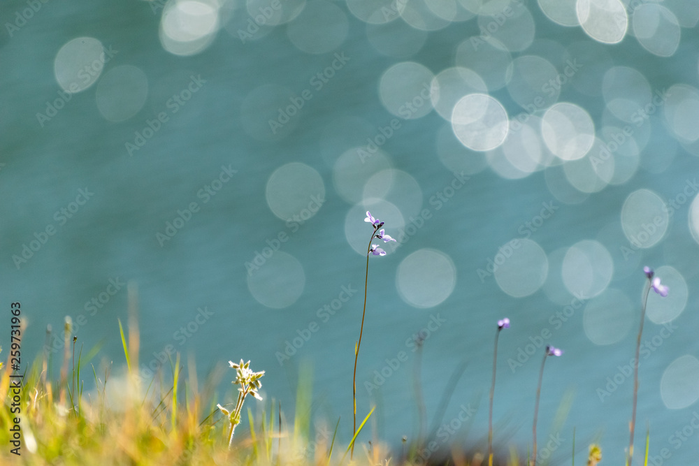 Fototapeta premium 春のマクロな風景と背景のボケ