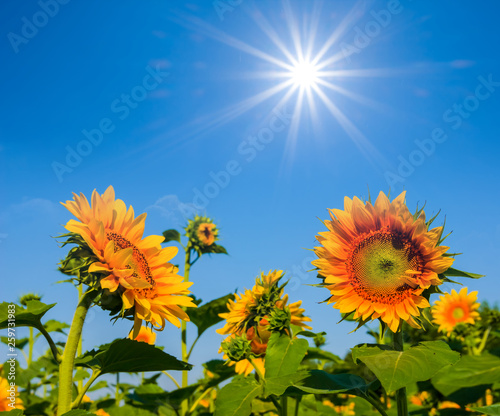 beautiful sunflower flowers at the sunny day