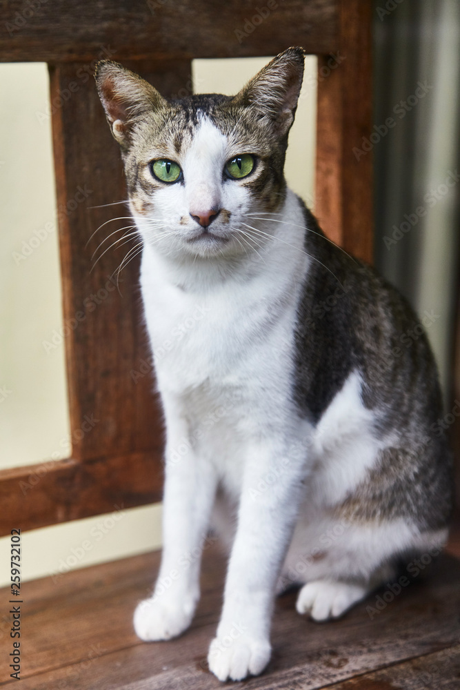 Two-tone Indonesian cat. Pet. Close-up Two-tone Indonesian cat. Pet. Close-up