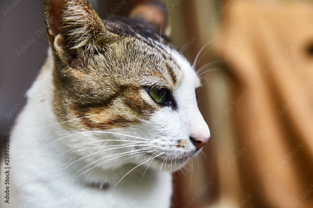 Two-tone Indonesian cat. Pet. Close-up Two-tone Indonesian cat. Pet. Close-up