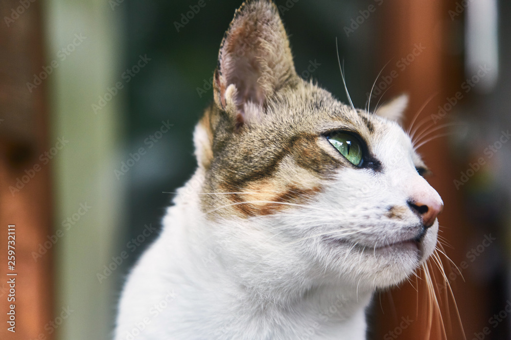 Two-tone Indonesian cat. Pet. Close-up