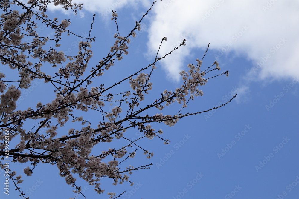 日本　与野公園の桜