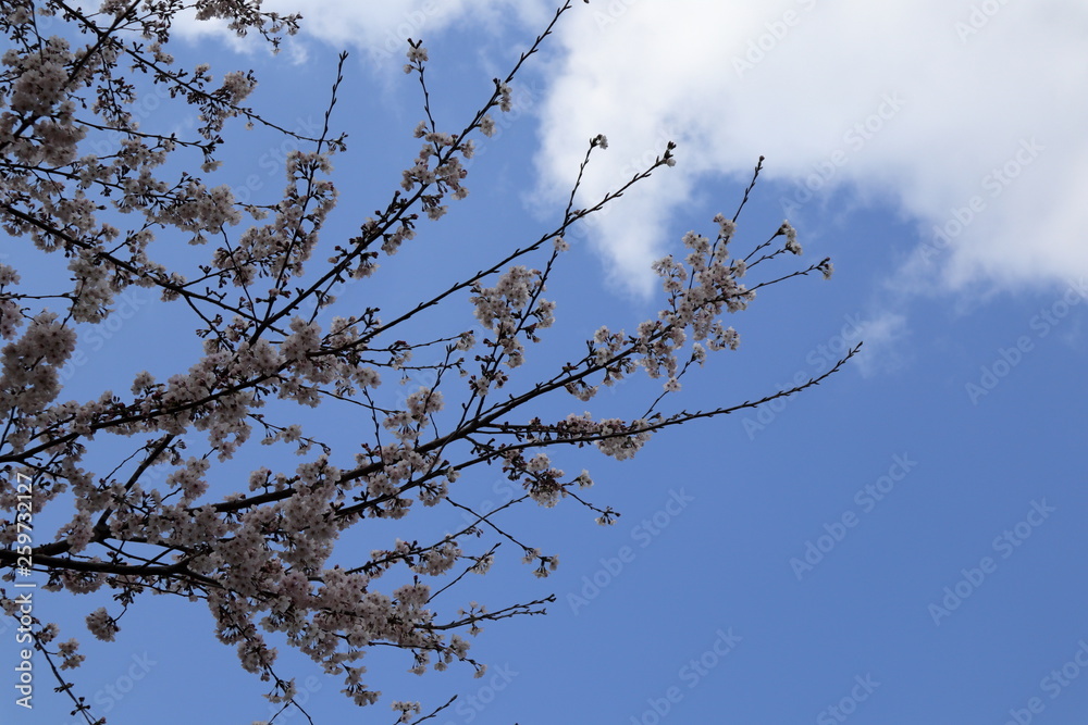 Obraz premium 日本 与野公園の桜