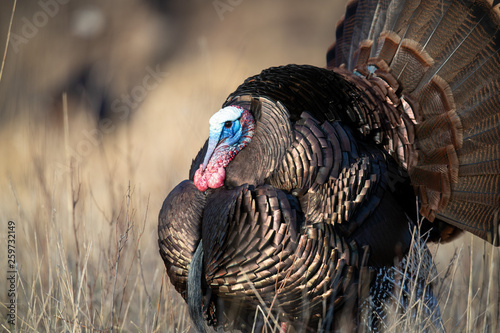 Close-up of a strutting wild turkey during breeding season.