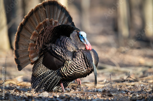 A strutting wild turkey with a beard.