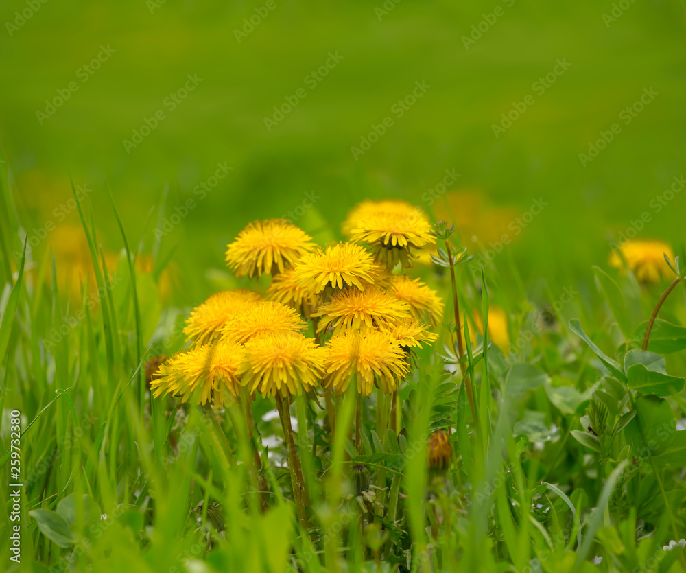 beautiful yellow dandelion flowers in a grass