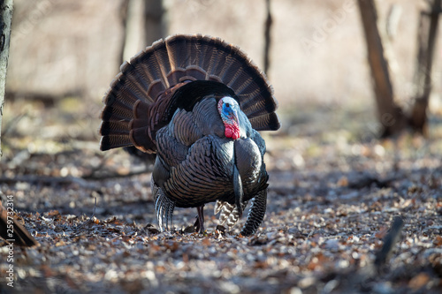 A strutting wild turkey in the woods.