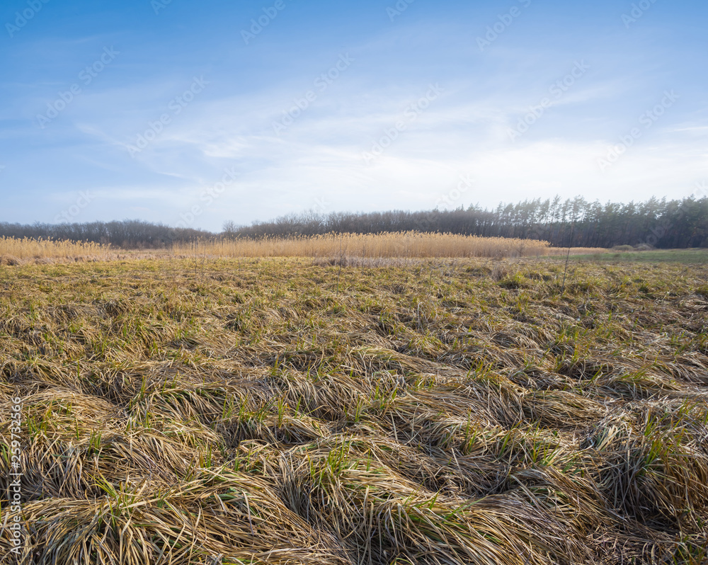 Fototapeta premium grassland, prairie at the early morning