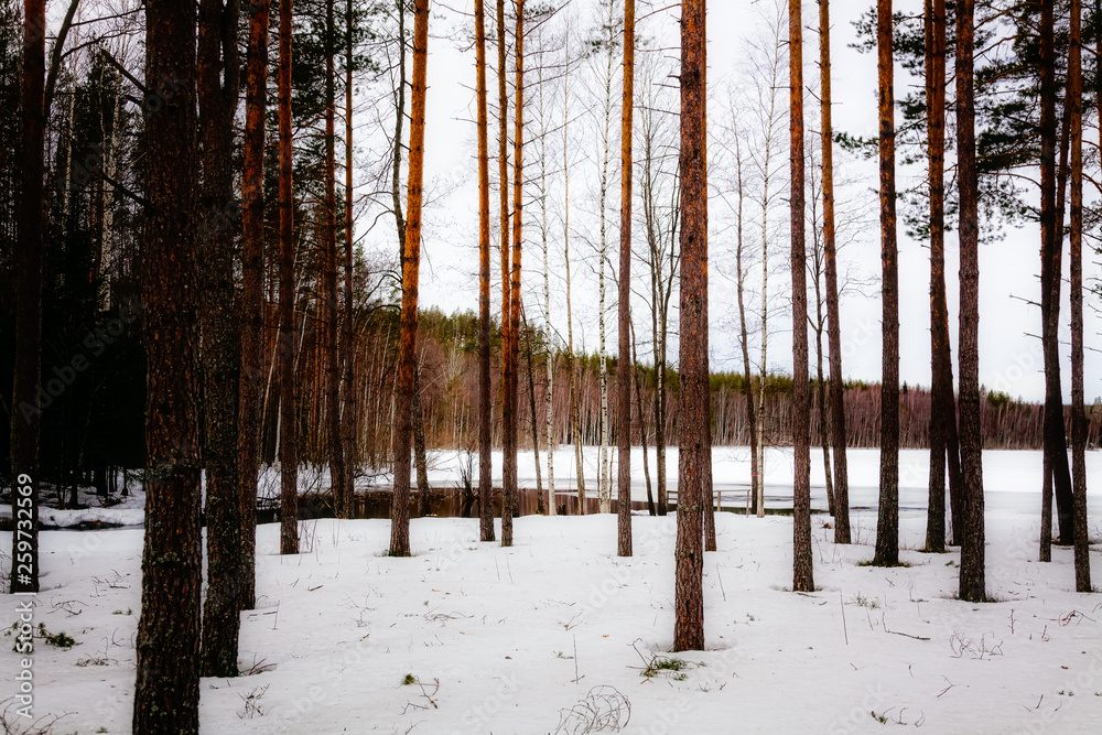 Naklejka premium Natural landscape - forest, lake,river are under snow in spring in March
