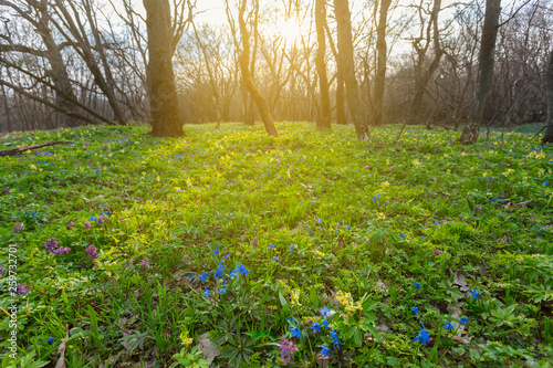 Fototapeta Naklejka Na Ścianę i Meble -  beautiful spring forest glade with flowers
