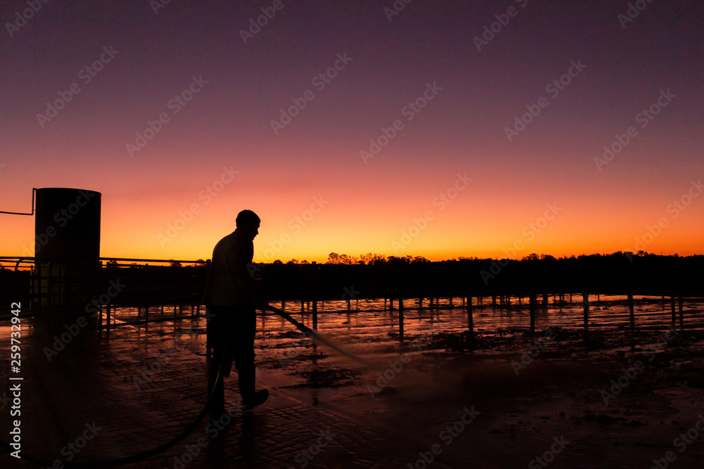 silhouette of a young man cleaning daiy farm after sessions of milking, victoria, australia