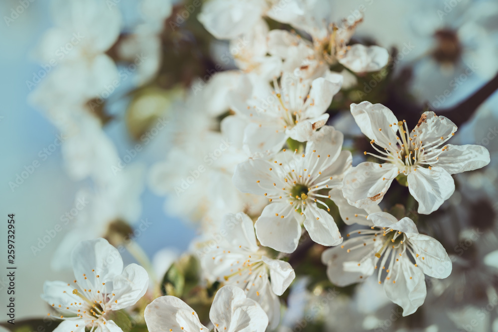 background blooming cherry background blooming cherry