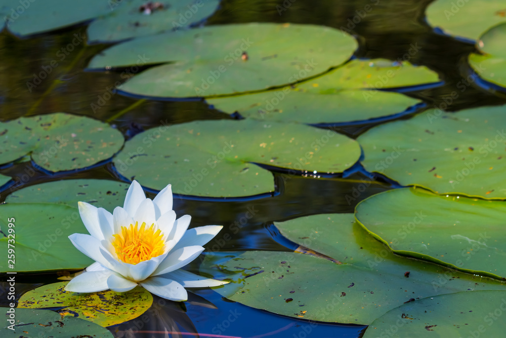 beautiful closeup white water lily on a river