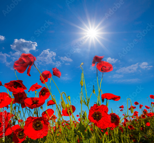 red poppy field under a sparkle sun