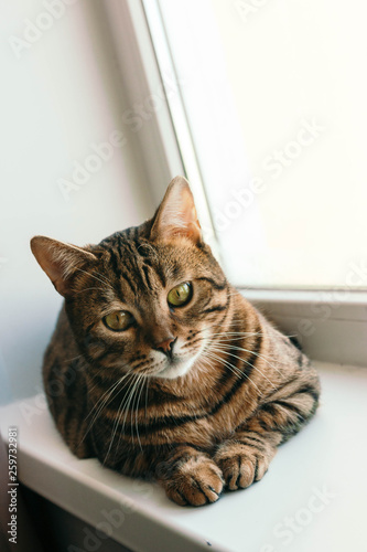 cat with an interested and frightened look sits on windowsill. Breed is a Begalese cat with yellow-green eyes.