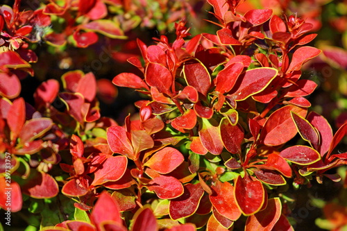 shrub with red leaves