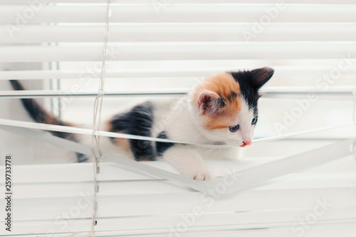 Funny kitten tangled in the blinds playing on the window photo