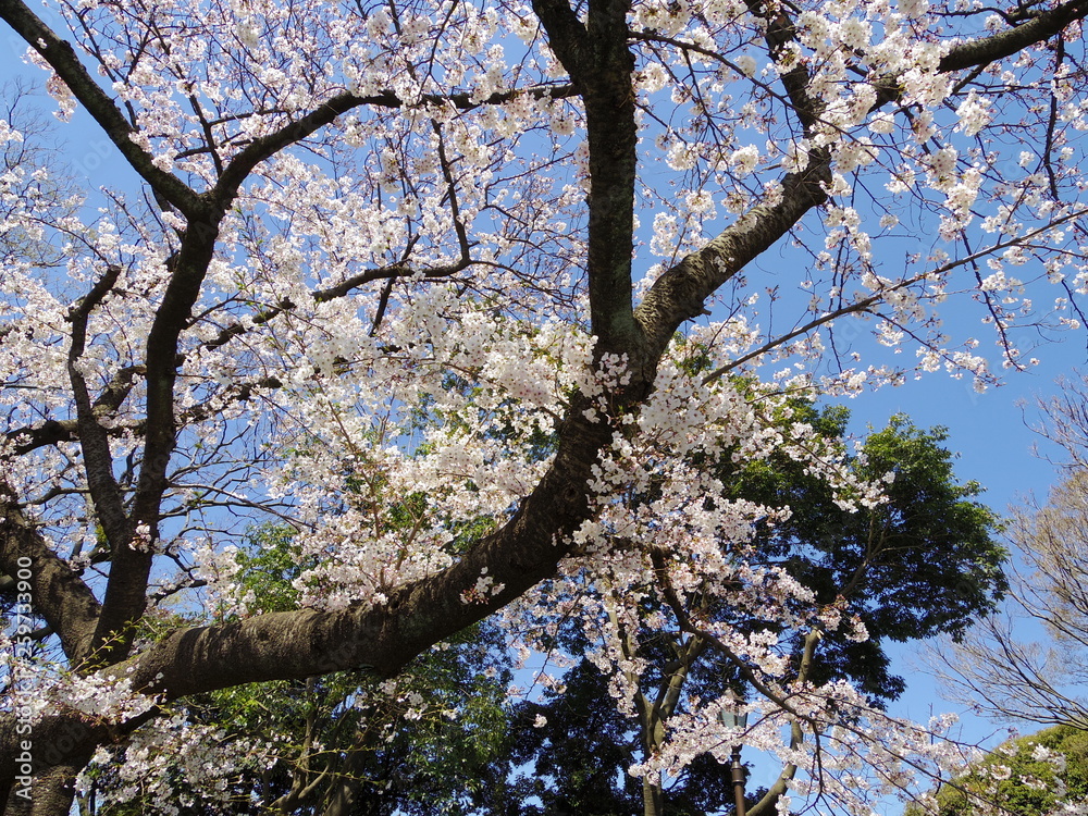 Obraz premium 綺麗な桜