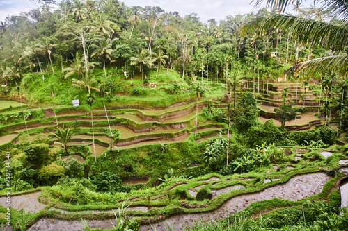 Rice plantations in Bali. View from above