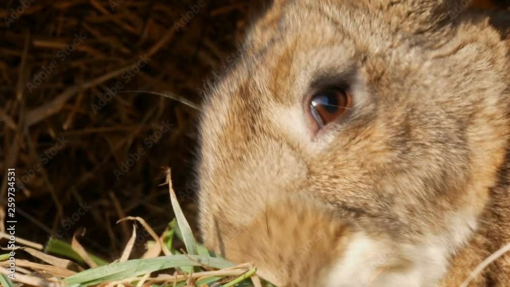 Funny fluffy brown rabbit eating green grass in a cage close up view Funny fluffy brown rabbit eating green grass in a cage close up view
