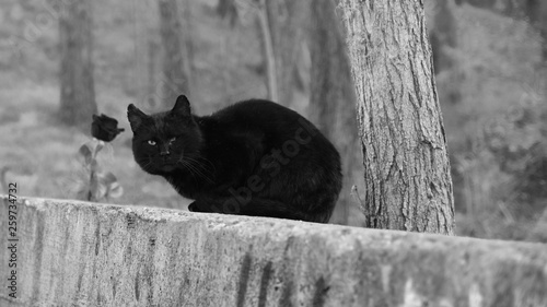 Canvas Print Wildlife of domestic cat in BW