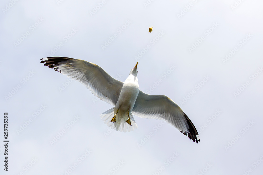 Obraz premium Seagull flying