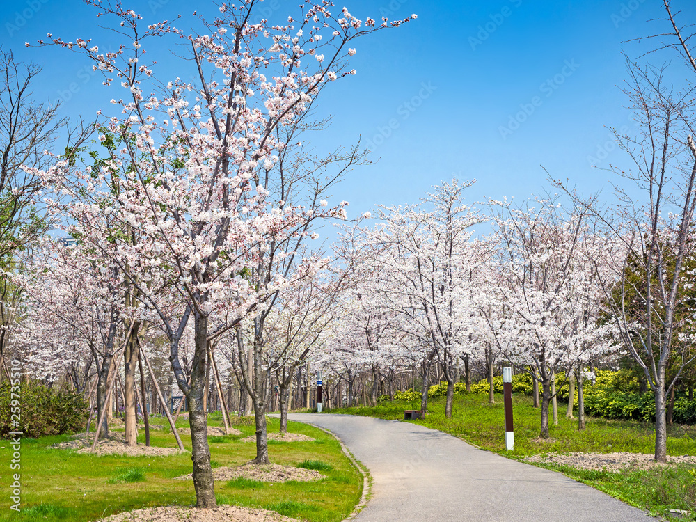 sakura festival in Gucun Park Shanghai