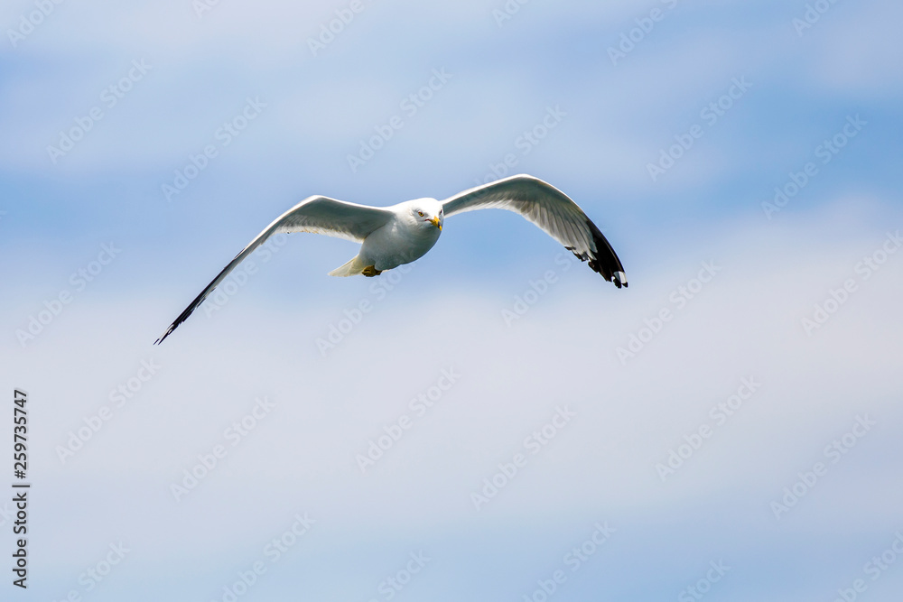 Seagull flying Seagull flying