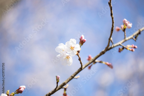 桜