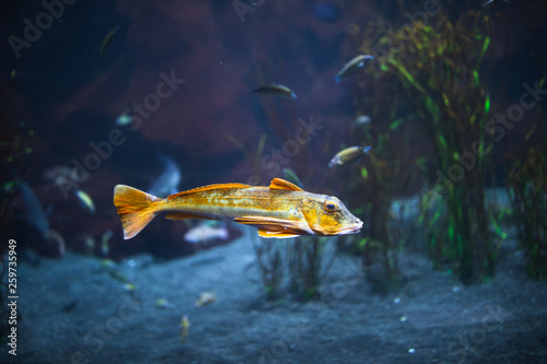 fish in aquarium with illumination