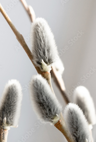 willow gray fluffy bumps removed closely on a light background