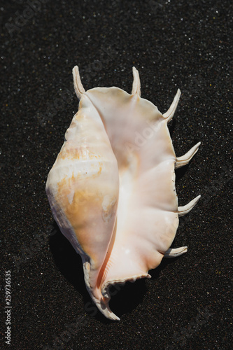 big seashell spider conch (lambis truncata) on black sand coast photo