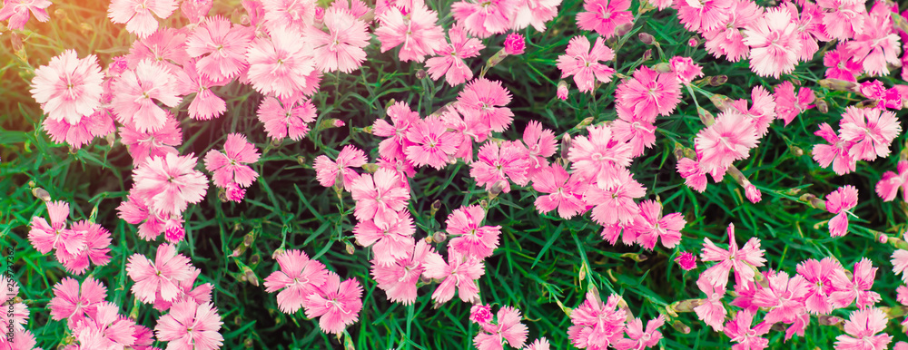 beautiful spring flowers Rose Maiden Pinks growing in the garden on a sunny day, background for design, natural wallpaper. Banner beautiful spring flowers Rose Maiden Pinks growing in the garden on a sunny day, background for design, natural wallpaper. Banner