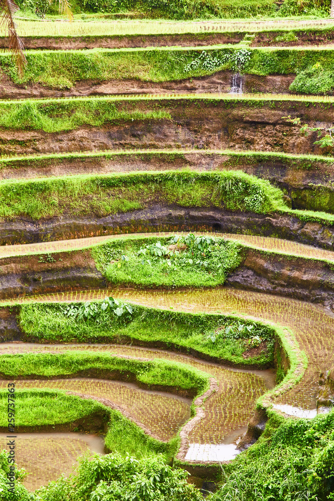 Rice plantations in Bali. View from above Rice plantations in Bali. View from above