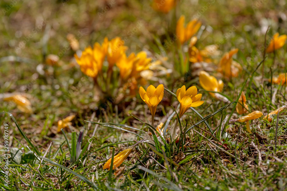 The crocus with yellow flowers (Crocus ancyrensis)grows in its natural habitat. The crocus with yellow flowers (Crocus ancyrensis)grows in its natural habitat.