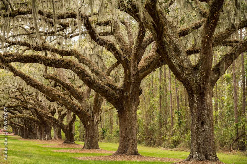 Fototapeta premium Boone Hall pantation in Charleston SC USA