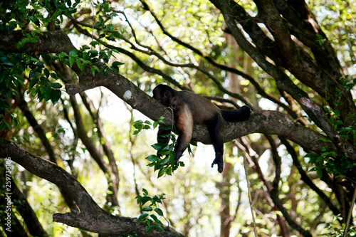 Singe capucin dormant sur une branche