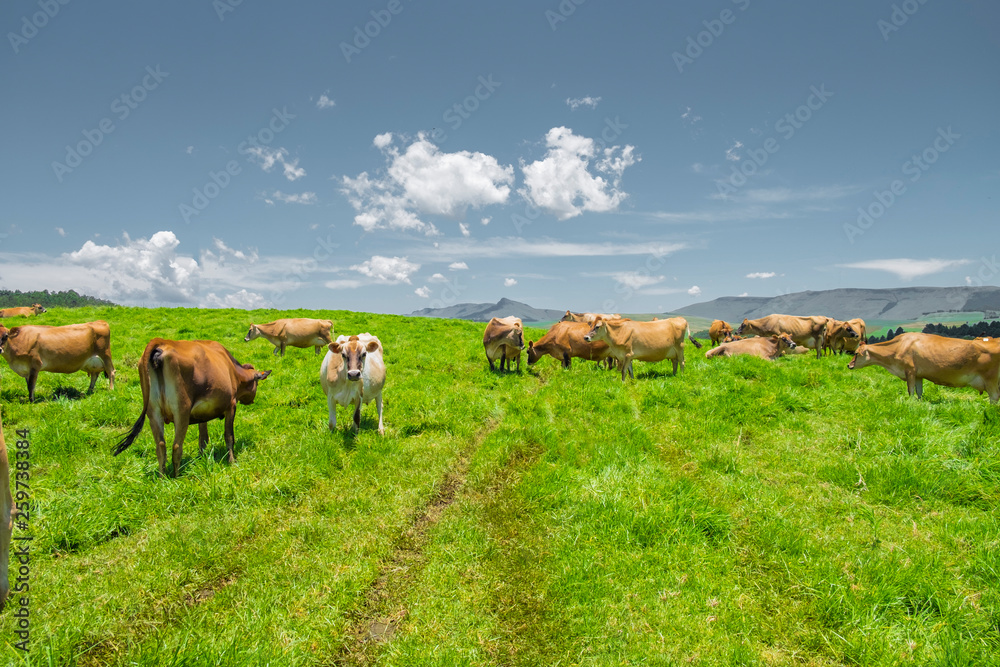 Jersey cows in a field in South Africa Jersey cows in a field in South Africa