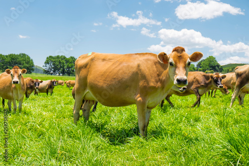 Jersey cows in a field in South Africa