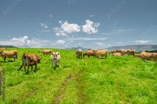 Jersey cows in a field in South Africa © cameron1983