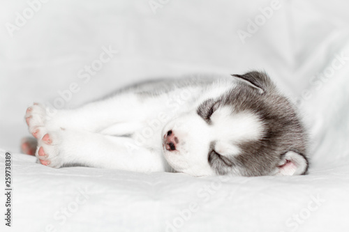 Cute siberian husky puppy sitting on white background © voltgroup