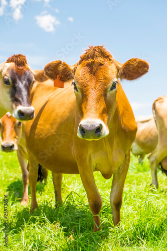 Jersey cows in a field in South Africa
